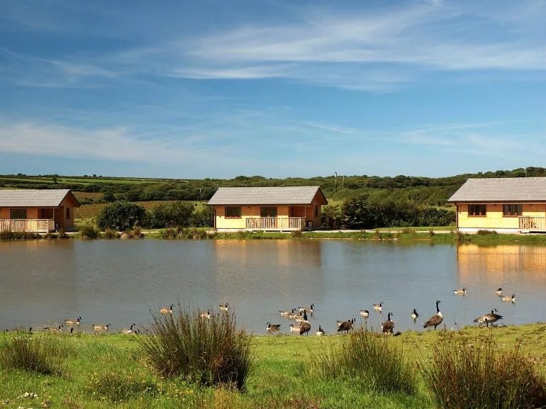 Timber lakeside lodges overlooking the water at Clovelly Lakes, Devon, with geese on the bank